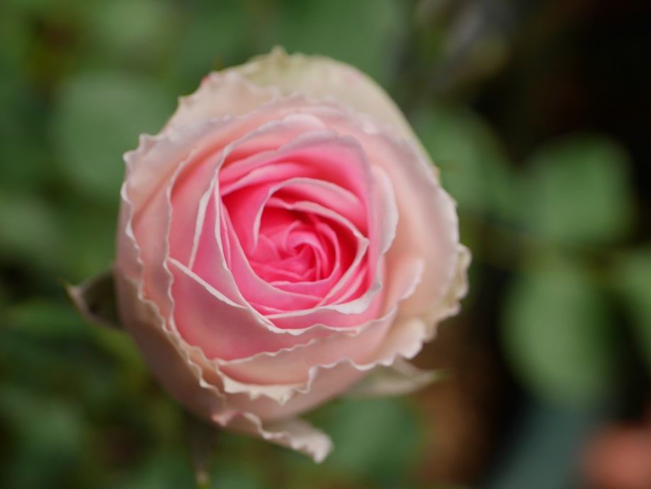 美しさとかよわさに包まれたバラ ミミエデン の栽培実感 ローズフェスタ 五感で楽しむ薔薇の広場