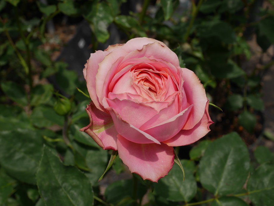 残像をまとう甘美な古美術 バラ ロマンティック アンティーク の栽培実感 ローズフェスタ 五感で楽しむ薔薇の広場