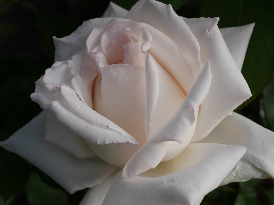 まるで天女の羽衣 大輪系白バラ エレーヌ ジュグラリス の栽培実感 ローズフェスタ 五感で楽しむ薔薇の広場
