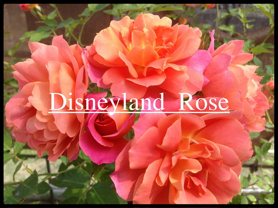 夢と魔法の世界のバラ ディズニーランド ローズ の栽培実感 ローズフェスタ 五感で楽しむ薔薇の広場