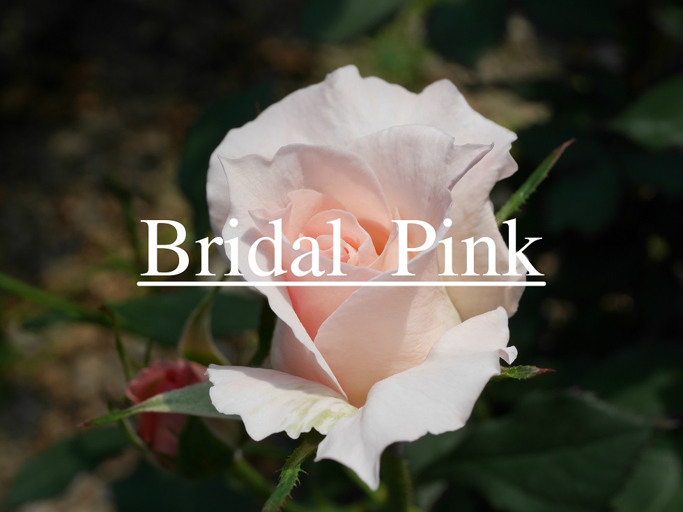 花嫁を連想させるバラ ブライダル ピンク の栽培実感 ローズフェスタ 五感で楽しむ薔薇の広場
