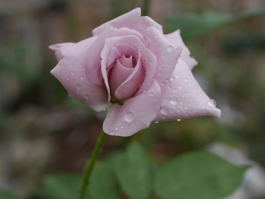 かつて青バラとよばれた香りのバラ ブルー ムーン の栽培実感 ローズフェスタ 五感で楽しむ薔薇の広場