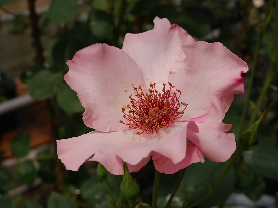 17 バラ初心者の品種の選び方 あなたに最適なバラを探す４基準 テンディベス ローズフェスタ 五感で楽しむ薔薇の広場