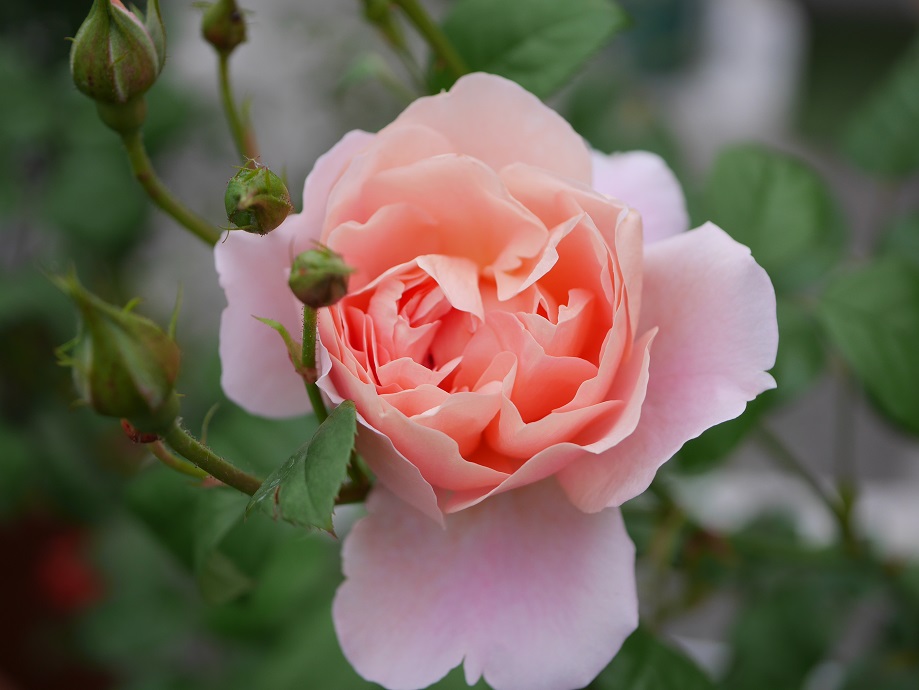 17 2バラ初心者の品種の選び方 あなたに最適なバラを探す４基準 ストロベリーヒル サーモンピンク ローズフェスタ 五感で楽しむ薔薇の広場