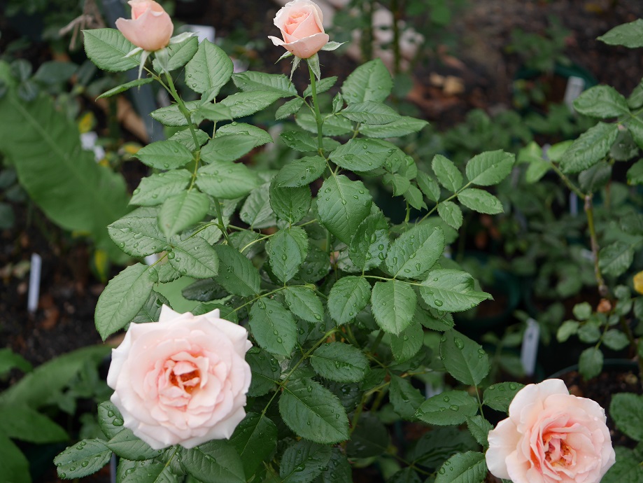 3 花嫁を連想させるバラ ブライダル ピンク の栽培実感 ローズフェスタ 五感で楽しむ薔薇の広場