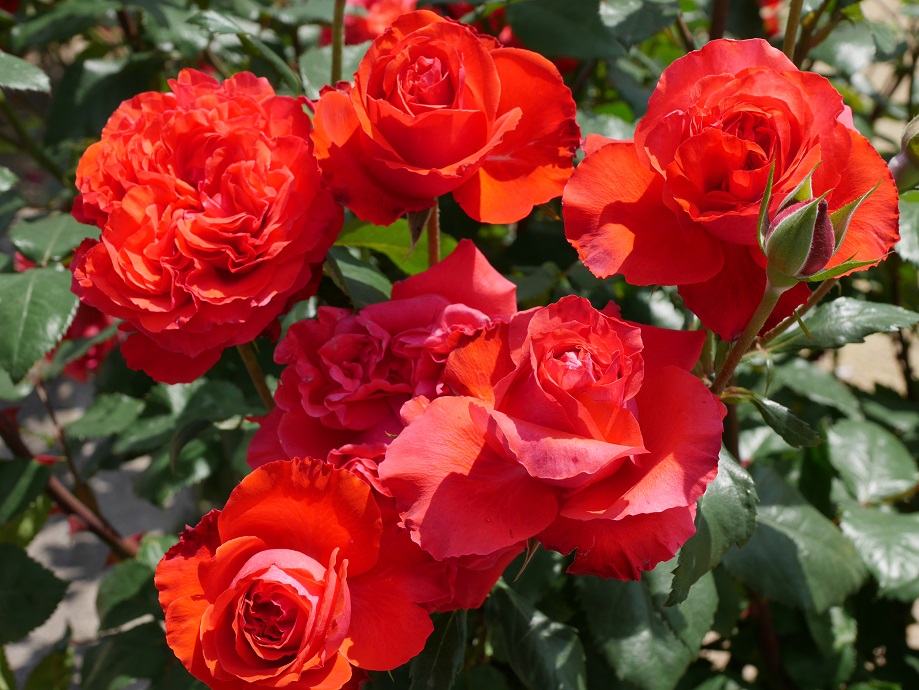 32 福山市ばら公園 市内各地に花開く １００万本のバラの街 広島県福山市 ビューティフルふくやま Ht ローズフェスタ 五感で楽しむ薔薇の広場