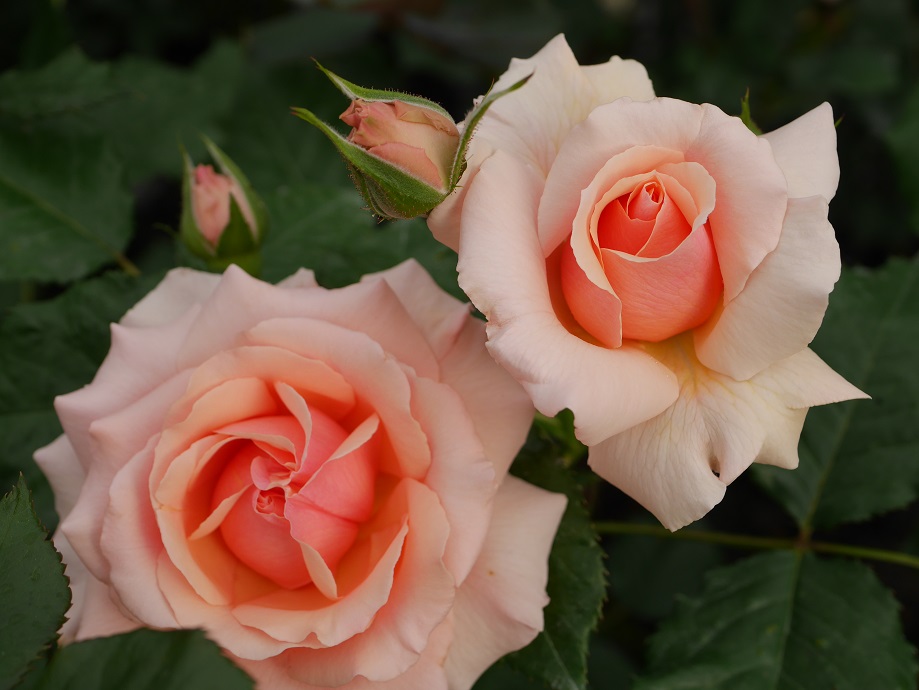うどんこ病に強い強香のバラ［フレグラント・アプリコット］の栽培実感 | ローズフェスタ - 五感で楽しむ薔薇の広場 -