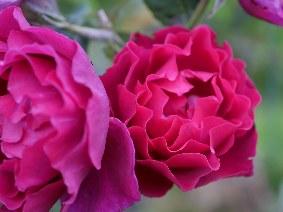 その花色に魔性が宿る バラ オデュッセイア の栽培実感 ローズフェスタ 五感で楽しむ薔薇の広場