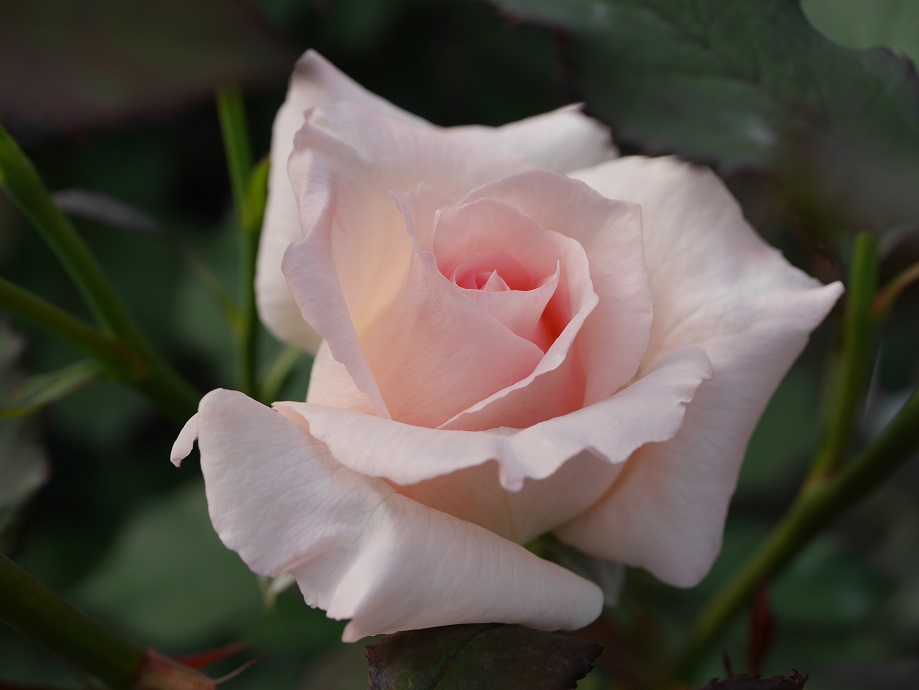 8 花嫁を連想させるバラ ブライダル ピンク の栽培実感 ローズフェスタ 五感で楽しむ薔薇の広場