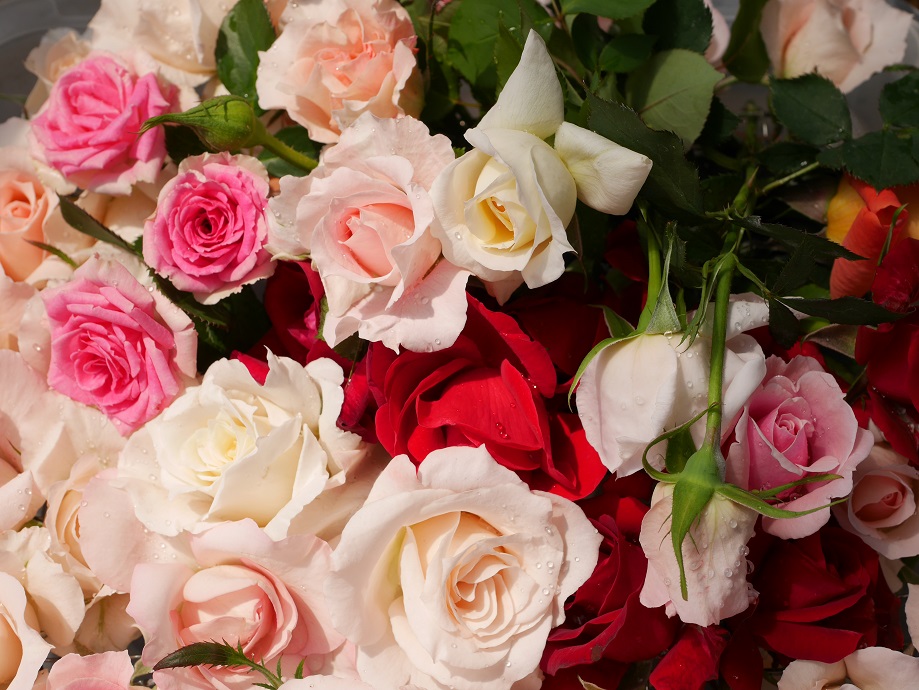 バラ初心者の品種の選び方 あなたに最適なバラを探す４基準 ローズフェスタ 五感で楽しむ薔薇の広場
