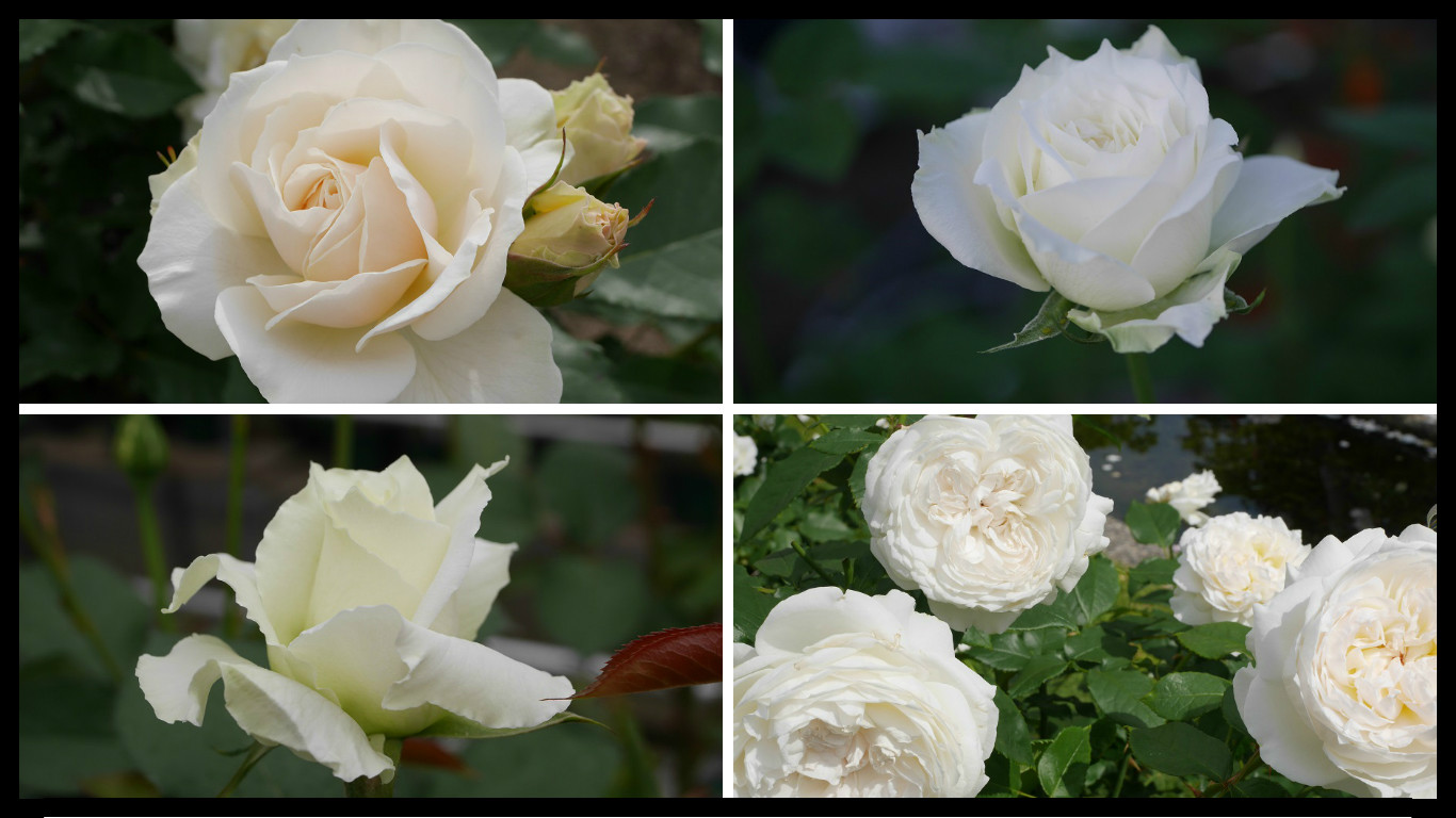 おススメの白いバラ ２００種類以上から選んだお勧め品種 ローズフェスタ 五感で楽しむ薔薇の広場