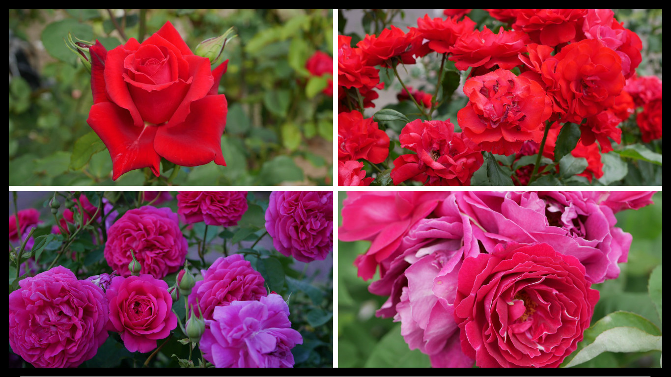 おススメの赤バラ ２００種類以上から選んだお勧め品種 ローズフェスタ 五感で楽しむ薔薇の広場