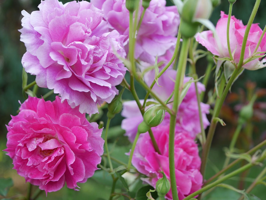 シュラブってなに 多様 多彩なバラの個性が集まるシュラブの魅力 ローズフェスタ 五感で楽しむ薔薇の広場