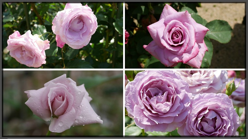 冷静と情熱が混じる神秘の花色 紫のバラの紹介 ５０種類以上から選んだお勧め品種 ローズフェスタ 五感で楽しむ薔薇の広場