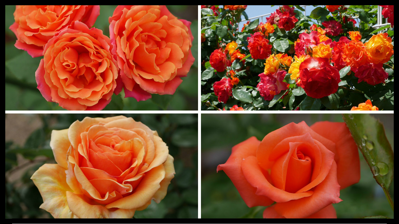 絆の花 オレンジのバラの紹介 １００種類以上から選んだお勧め品種 ローズフェスタ 五感で楽しむ薔薇の広場