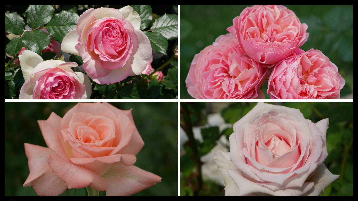 美と幸せの花色 ピンクのバラの紹介 ４００種類以上から選んだお勧め品種 ローズフェスタ 五感で楽しむ薔薇の広場