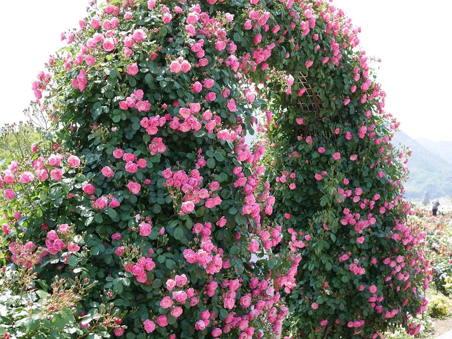 誰でも育てられるファーストローズに最適なバラ アンジェラ の栽培実感 ローズフェスタ 五感で楽しむ薔薇の広場