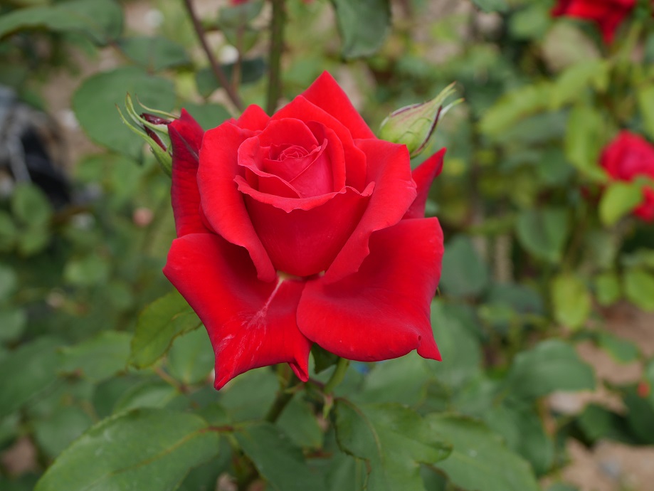 10 おススメの赤バラ ２００種類以上から選んだお勧め品種 ﾛｰｽﾞｵｵｻｶ ローズフェスタ 五感で楽しむ薔薇の広場