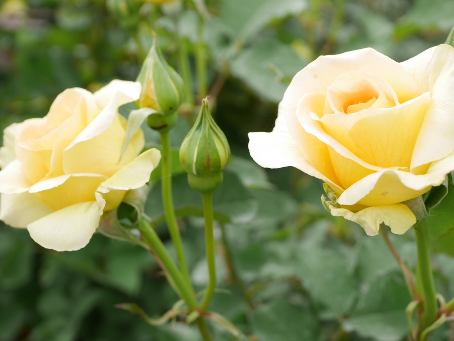10 交錯する愛憎の花言葉 黄色いバラの紹介 １００種類以上の黄色系統から選んだお勧め品種 ﾊﾆｰﾌﾞｰｹ ローズフェスタ 五感で楽しむ薔薇の広場