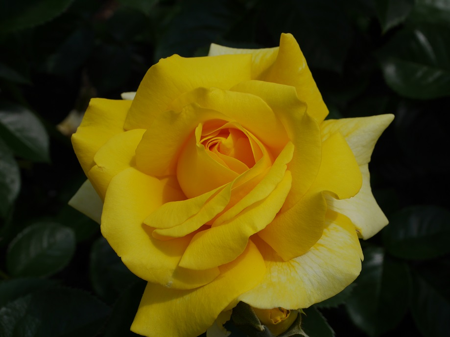 12 交錯する愛憎の花言葉 黄色いバラの紹介 １００種類以上の黄色系統から選んだお勧め品種 ﾌｧｰｽﾄｲﾝﾌﾟﾚｯｼｮﾝ ローズフェスタ 五感で楽しむ薔薇の広場
