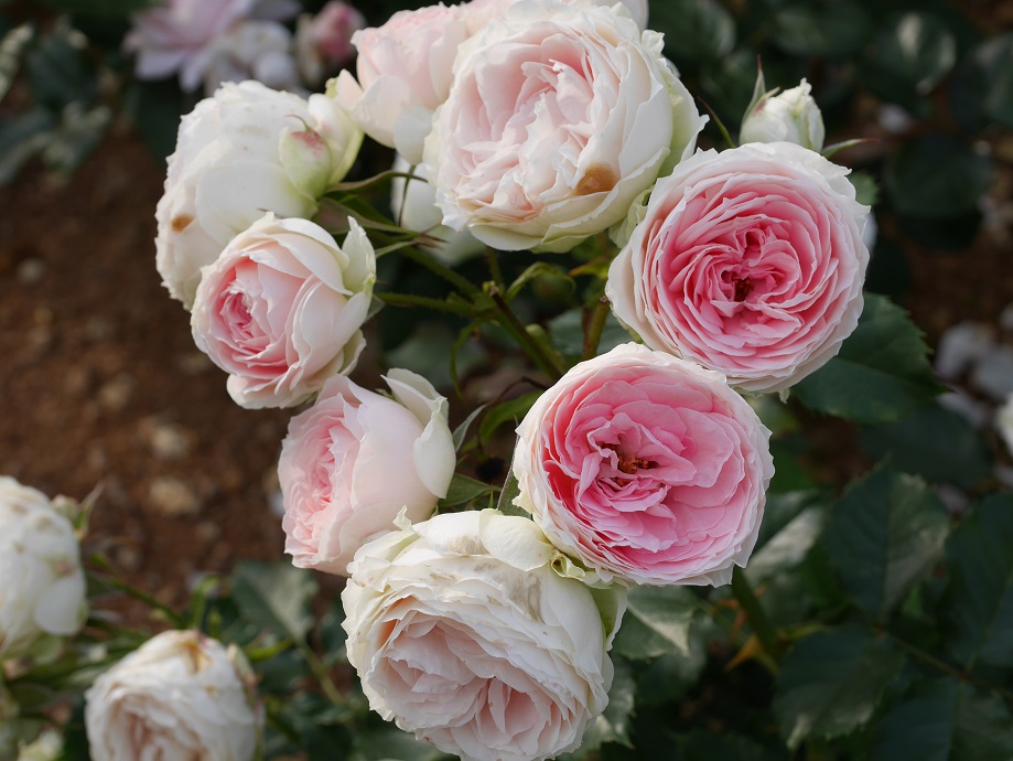 29 パシュミナ ローズフェスタ 五感で楽しむ薔薇の広場