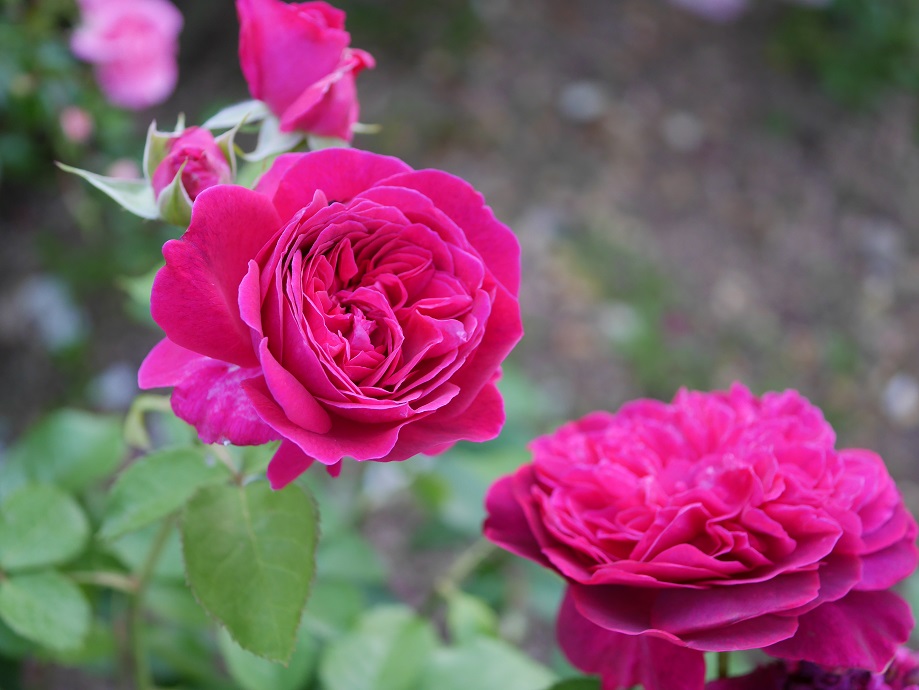 3 おススメの赤バラ ２００種類以上から選んだお勧め品種 ｳｨﾘｱﾑｼｪｲｸｽﾋﾟｱ00 ローズフェスタ 五感で楽しむ薔薇の広場