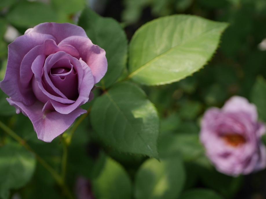 3 冷静と情熱が混じる神秘の花色 紫のバラの紹介 ５０種類以上から選んだお勧め品種 しのぶれど ローズフェスタ 五感で楽しむ薔薇の広場
