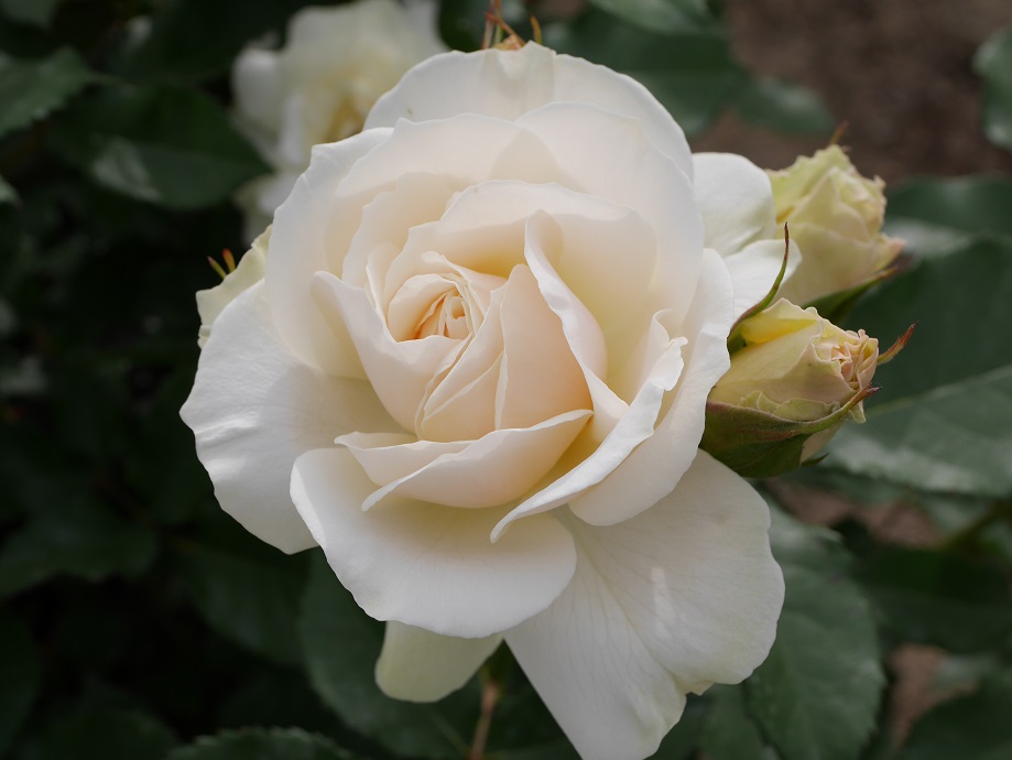 4 おススメの白バラ ２００種以上から選んだお勧め品種 エーデルワイス フロリバンダ くりぃーみぃーホワイト色 ローズフェスタ 五感で楽しむ薔薇の広場