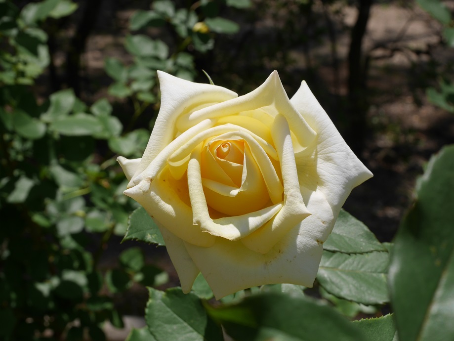 4 交錯する愛憎の花言葉 黄色いバラの紹介 １００種類以上の黄色系統から選んだお勧め品種 エリナ ローズフェスタ 五感で楽しむ薔薇の広場