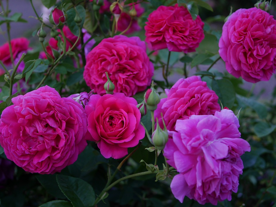 5 おススメの赤バラ ２００種類以上から選んだお勧め品種 ｻﾞﾀﾞｰｸﾚﾃﾞｨ ローズフェスタ 五感で楽しむ薔薇の広場