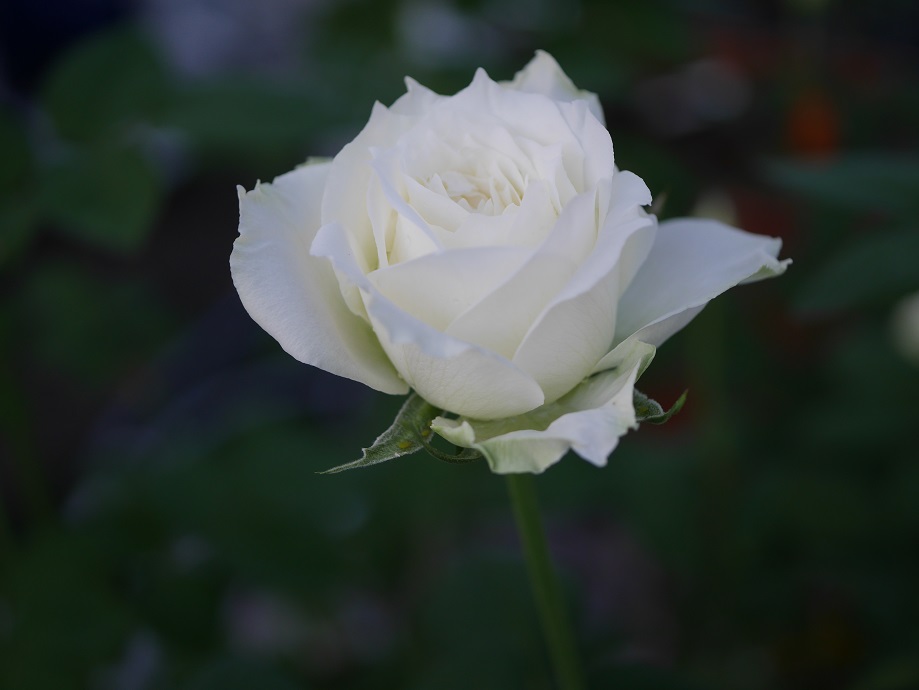 白いバラの花 8 Www Vitaplus Com