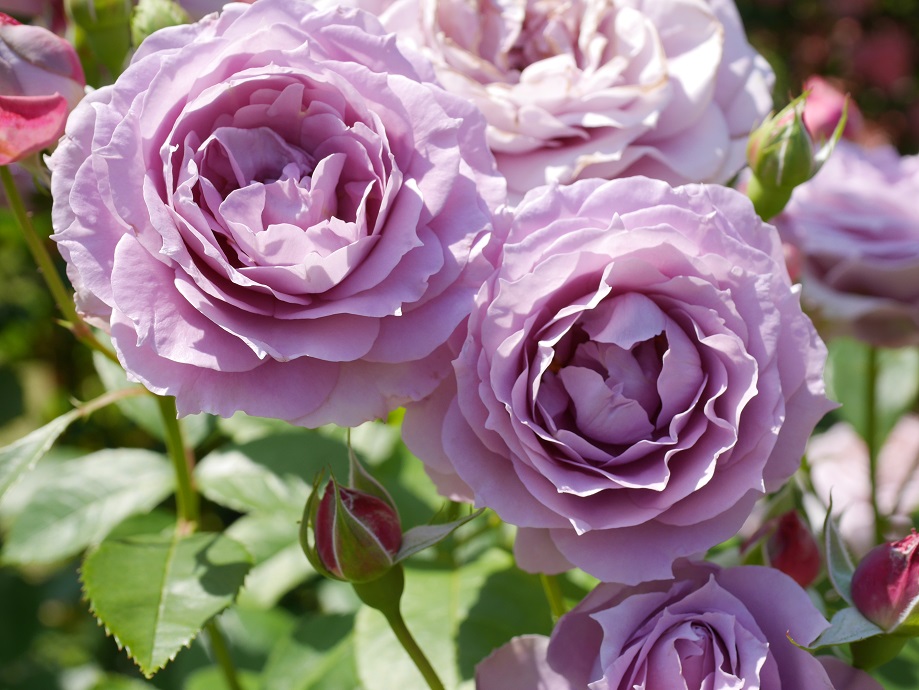 8 冷静と情熱が混じる神秘の花色 紫のバラの紹介 ５０種類以上から選んだお勧め品種 ノヴァーリス ローズフェスタ 五感で楽しむ薔薇の広場