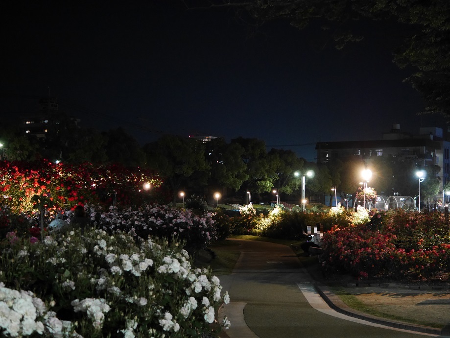 福山ばら公園の夜 Rose Night ライトアップ イルミネーション ローズフェスタ 五感で楽しむ薔薇の広場