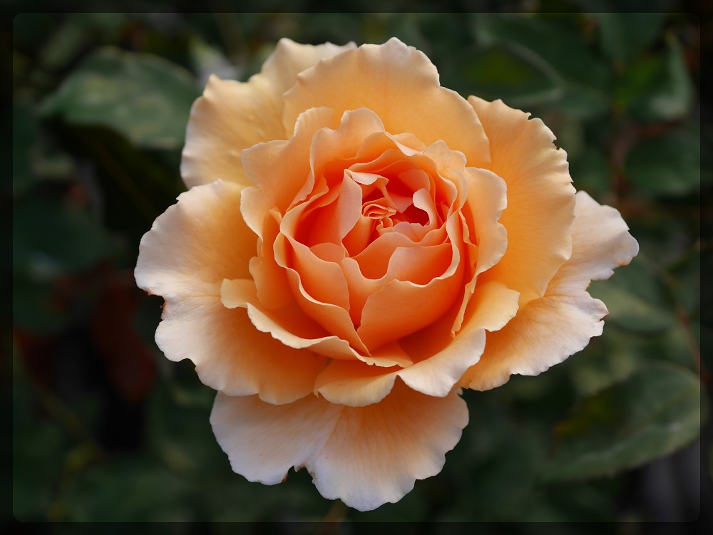 フルーティーな香りを染み込ませた大輪バラ ジャスト ジョーイ の栽培実感 ローズフェスタ 五感で楽しむ薔薇の広場