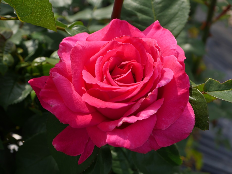 絢爛豪華なベルサイユのばら 王妃アントワネット の栽培実感 ローズフェスタ 五感で楽しむ薔薇の広場