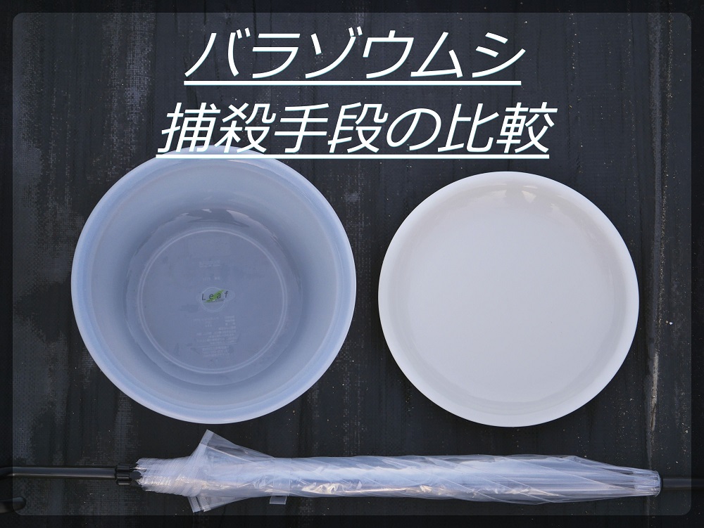 検証 バラゾウムシのいくつかの捕殺手段を試しました ローズフェスタ 五感で楽しむ薔薇の広場