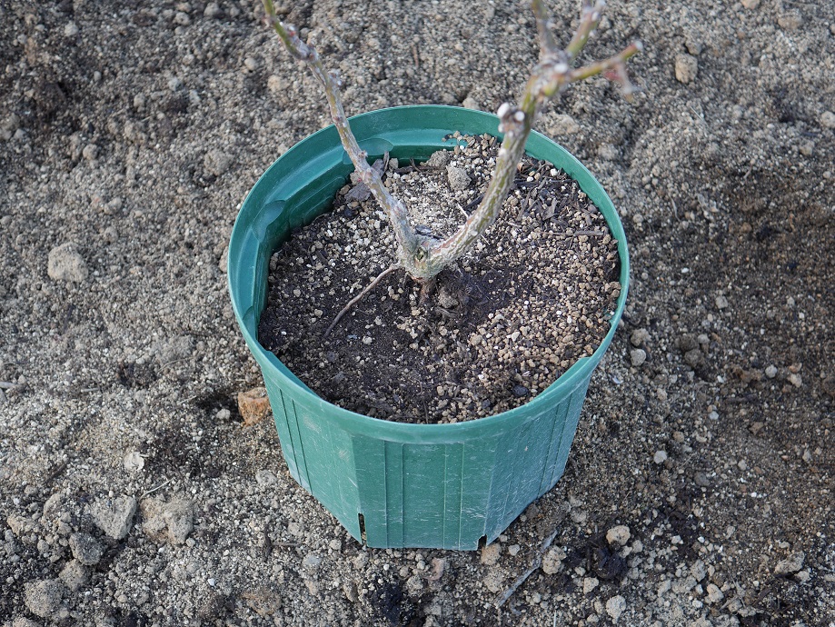 4 水はけが悪い土地でのバラの地植え 高植えのメリット デメリット ローズフェスタ 五感で楽しむ薔薇の広場