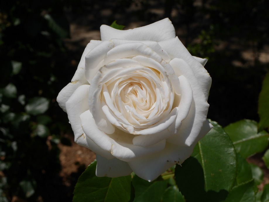ローズフェスタ４基準で最高峰の白バラ ビブラマリエ の栽培実感 ローズフェスタ 五感で楽しむ薔薇の広場