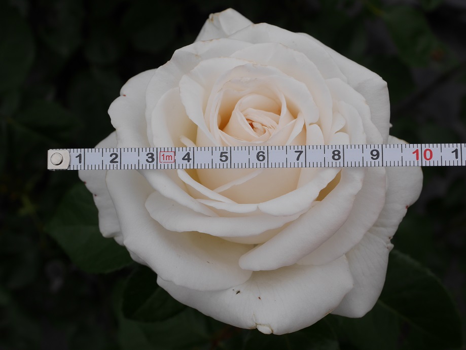 11 ローズフェスタ４基準 最高峰の白バラ ビブラマリエ の栽培実感 花もち ローズフェスタ 五感で楽しむ薔薇の広場