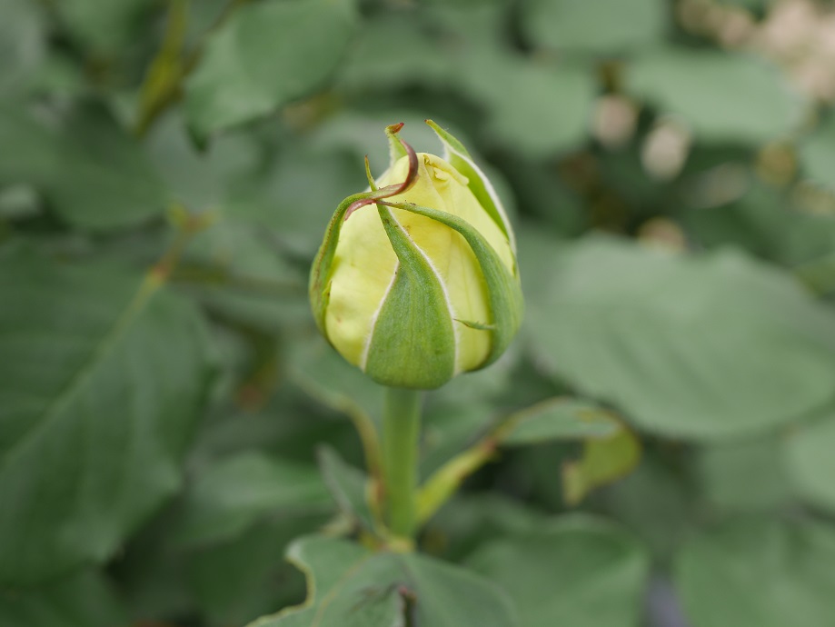 6 主役も脇役もこなす知性のバラ エリナ の栽培実感 つぼみ開花中 ローズフェスタ 五感で楽しむ薔薇の広場