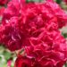 眩しく輝くブリリアントレッドのバラ「スーリール・ドゥ・モナリザ」が咲き誇る写真。［撮影：花田昇崇］