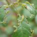 無数の「チュウレンジハバチ（Rose argid sawfly）」がバラの葉に群がって葉を食害している写真。