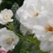 純白のバラ「アイス・バーグ」の花姿。