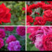 当サイトのコンテンツ「おススメの赤バラ｜２００種類以上から選んだお勧め品種」用のアイキャッチ。
