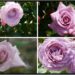 当サイトのコンテンツ「冷静と情熱が混じる神秘の花色。紫のバラの紹介｜５０種類以上から選んだお勧め品種」用のアイキャッチ