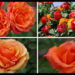 当サイトのコンテンツ「絆の花。オレンジのバラの紹介｜１００種類以上から選んだお勧め品種」のアイキャッチ画像