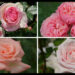 当サイトのコンテンツ「美と幸せの花色。ピンクのバラの紹介｜４００種類以上から選んだお勧め品種」用のアイキャッチ。