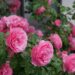 ローズ色のバラ「レオナルド・ダ・ビンチ」が画面いっぱいに咲き誇る花姿。２０輪以上写っている。［撮影者：花田昇崇］